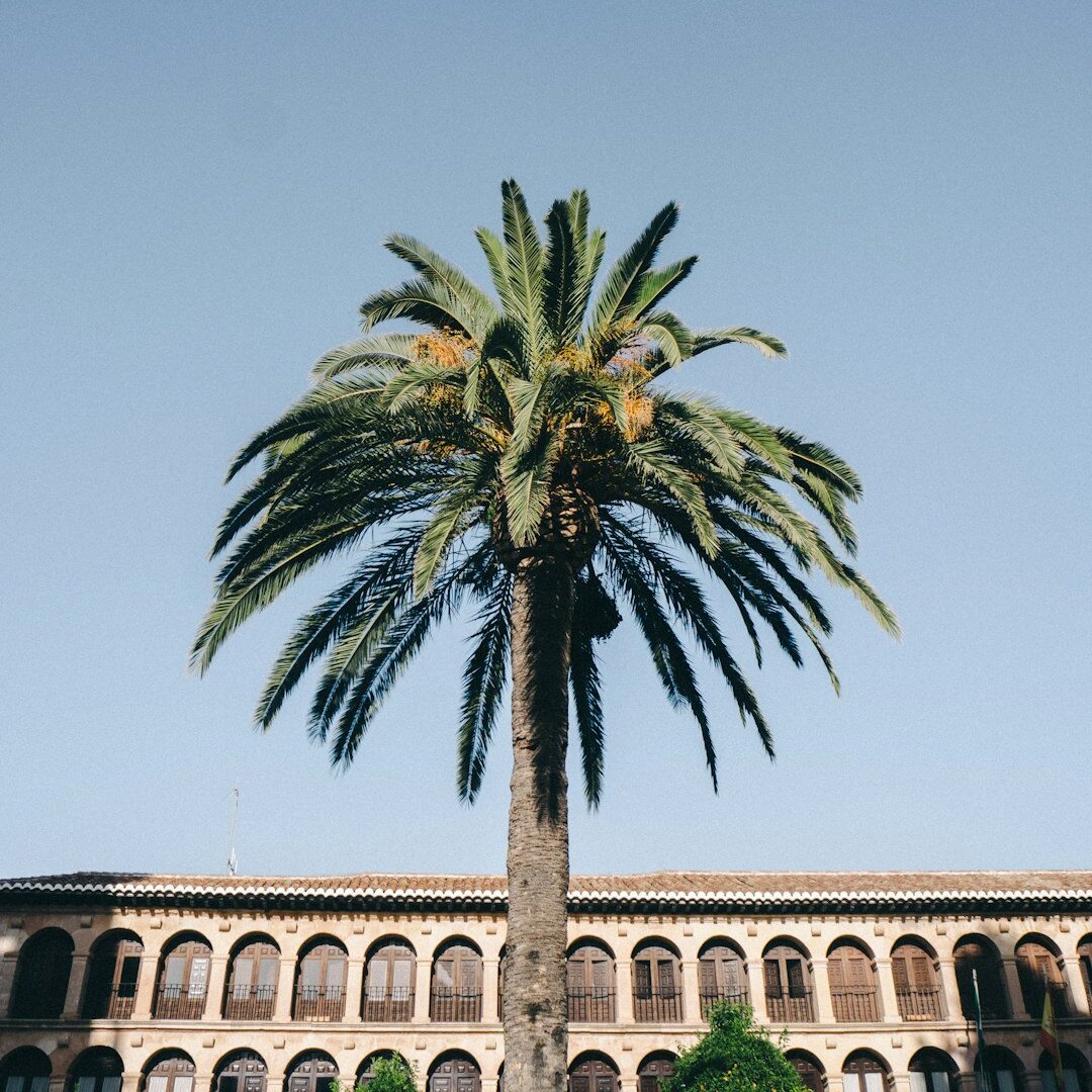 green tree in front of building during daytime